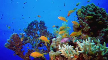 Deniz suyu okyanus mercanları. Tropik sualtı balığı. Renkli tropikal mercan resifi. Sahne resifi. Deniz yaşamı deniz dünyası. Su altı balık resifi denizcisi