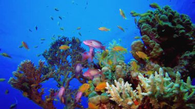 Yumuşak Mercan Bahçesi. Tropik sualtı balığı. Renkli tropikal mercan resifi. Sahne resifi. Deniz yaşamı deniz dünyası. Su altı balık resifi denizcisi