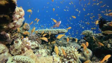 Tropik Mercan Bahçesi Portakal Balığı. Tropik sualtı balığı. Renkli tropikal mercan resifi. Sahne resifi. Deniz yaşamı deniz dünyası. Su altı balık resifi denizcisi