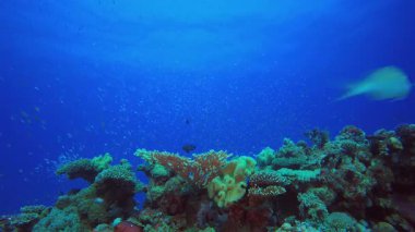 Tropik Mercan Resifi. Tropik sualtı balığı. Renkli tropikal mercan resifi. Sahne resifi. Deniz yaşamı deniz dünyası. Su altı balık resifi denizcisi