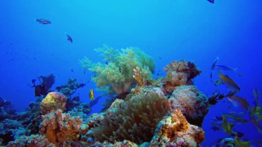Tropikal Mercan Resifi Palyaço Balığı. Tropik sualtı balığı. Renkli tropikal mercan resifi. Sahne resifi. Deniz yaşamı deniz dünyası. Su altı balık resifi denizcisi