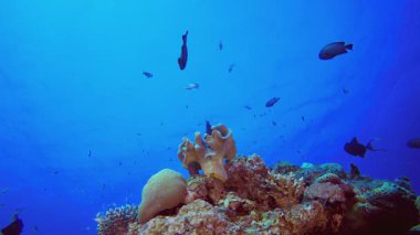 Tropik Balık ve Mercan Resifleri. Tropik sualtı balığı. Renkli tropikal mercan resifi. Sahne resifi. Deniz yaşamı deniz dünyası. Su altı balık resifi denizcisi