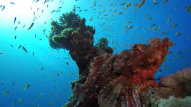 Tropik Akrep Balığı. Tropik sualtı balığı. Renkli tropikal mercan resifi. Sahne resifi. Deniz yaşamı deniz dünyası. Su altı balık resifi denizcisi