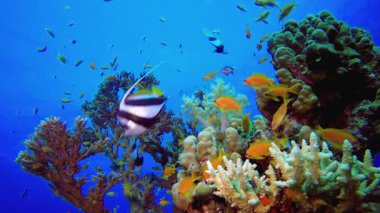 Tropikal Deniz Sualtı Renkli Balıkları. Tropik sualtı balığı. Renkli tropikal mercan resifi. Sahne resifi. Deniz yaşamı deniz dünyası. Su altı balık resifi denizcisi