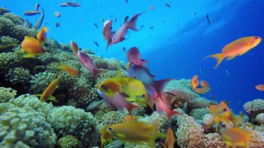 Tropikal Su altı Balıkları. Tropik sualtı balığı. Renkli tropikal mercan resifi. Sahne resifi. Deniz yaşamı deniz dünyası. Su altı balık resifi denizcisi