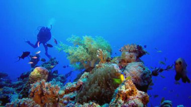 Tropik Sualtı Dalgıcı Palyaço Balığı. Tropik sualtı balığı. Renkli tropikal mercan resifi. Sahne resifi. Deniz yaşamı deniz dünyası. Su altı balık resifi denizcisi