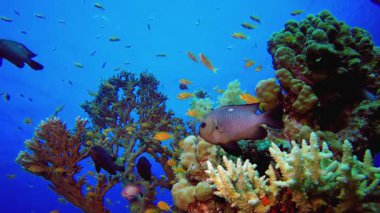 Su altında Güzel Yumuşak Mercan. Tropik sualtı balığı. Renkli tropikal mercan resifi. Sahne resifi. Deniz yaşamı deniz dünyası. Su altı balık resifi denizcisi