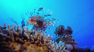 Su altı Mavi Deniz Aslan Balığı. Tropik sualtı balığı. Renkli tropikal mercan resifi. Sahne resifi. Deniz yaşamı deniz dünyası. Su altı balık resifi denizcisi