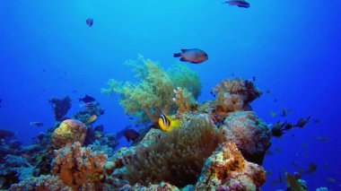 Sualtı Palyaço Balığı Mercan Bahçesi. Tropik sualtı balığı. Renkli tropikal mercan resifi. Sahne resifi. Deniz yaşamı deniz dünyası. Su altı balık resifi denizcisi
