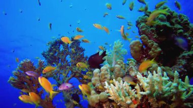 Su altı dalgıcı resif balığı. Tropik sualtı balığı. Renkli tropikal mercan resifi. Sahne resifi. Deniz yaşamı deniz dünyası. Su altı balık resifi denizcisi