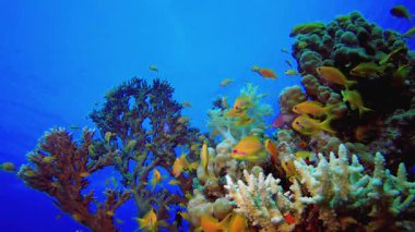 Vibrant Coral Garden 'da sualtı balığı. Tropik sualtı balığı. Renkli tropikal mercan resifi. Sahne resifi. Deniz yaşamı deniz dünyası. Su altı balık resifi denizcisi