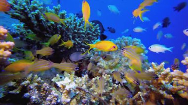 Deniz altı Tropikal Hayat. Tropik sualtı balığı. Renkli tropikal mercan resifi. Sahne resifi. Deniz yaşamı deniz dünyası. Su altı balık resifi denizcisi