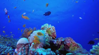 Sualtı Sahnesi Denizcilik Dünyası. Su altı renkli deniz balığı. Tropik resif denizcisi. Mercanlar tropikal yaşam. Mercan bahçesi deniz manzarası. Mavi su arkaplanı.