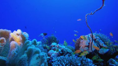 Mercan resifli sualtı sahnesi. Su altı renkli deniz balığı. Tropik resif denizcisi. Mercanlar tropikal yaşam. Mercan bahçesi deniz manzarası. Mavi su arkaplanı.
