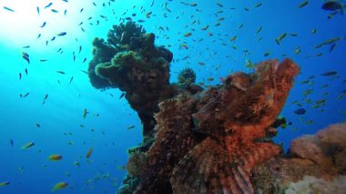 Su altı Akrep Balığı Güneş Işığı. Su altı renkli deniz balığı. Tropik resif denizcisi. Mercanlar tropikal yaşam. Mercan bahçesi deniz manzarası. Mavi su arkaplanı.