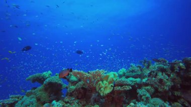 Su altı Deniz Resifi Manzarası. Su altı renkli deniz balığı. Tropik resif denizcisi. Mercanlar tropikal yaşam. Mercan bahçesi deniz manzarası. Mavi su arkaplanı.
