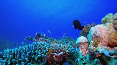 Sualtı Tropikal Mercan Resifi. Su altı renkli deniz balığı. Tropik resif denizcisi. Mercanlar tropikal yaşam. Mercan bahçesi deniz manzarası. Mavi su arkaplanı.