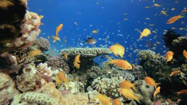 Sualtı Tropikal Deniz Renkli Balıklar. Su altı renkli deniz balığı. Tropik resif denizcisi. Mercanlar tropikal yaşam. Mercan bahçesi deniz manzarası. Mavi su arkaplanı.