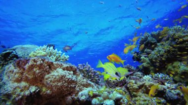 Yeraltı Resifi. Su altı renkli deniz balığı. Tropik resif denizcisi. Mercanlar tropikal yaşam. Mercan bahçesi deniz manzarası. Mavi su arkaplanı.