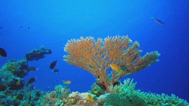 Sualtı Tropikal Denizi. Su altı renkli deniz balığı. Tropik resif denizcisi. Mercanlar tropikal yaşam. Mercan bahçesi deniz manzarası. Mavi su arkaplanı.