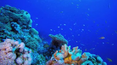 Güzel Coral Garden. Su altı renkli deniz balığı. Tropik resif denizcisi. Mercanlar tropikal yaşam. Mercan bahçesi deniz manzarası. Mavi su arkaplanı.