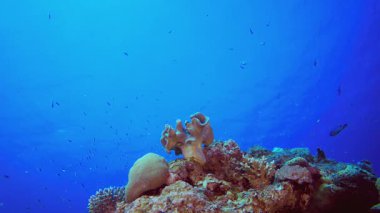 Güzel Coral Garden. Su altı renkli deniz balığı. Tropik resif denizcisi. Mercanlar tropikal yaşam. Mercan bahçesi deniz manzarası. Mavi su arkaplanı.
