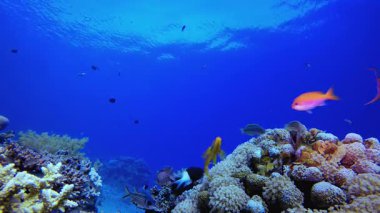 Güzel Sualtı Renkli Hayatı. Su altı renkli deniz balığı. Tropik resif denizcisi. Mercanlar tropikal yaşam. Mercan bahçesi deniz manzarası. Mavi su arkaplanı.