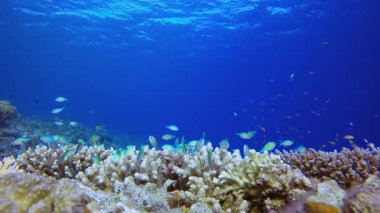Güzel Sualtı Renkli Hayatı. Su altı renkli deniz balığı. Tropik resif denizcisi. Mercanlar tropikal yaşam. Mercan bahçesi deniz manzarası. Mavi su arkaplanı.