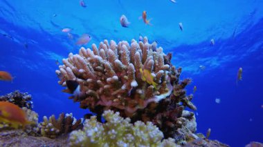 Güzel Sualtı Renkli Hayatı. Su altı renkli deniz balığı. Tropik resif denizcisi. Mercanlar tropikal yaşam. Mercan bahçesi deniz manzarası. Mavi su arkaplanı.
