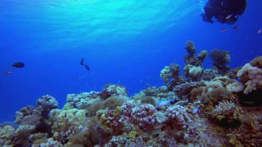 Denizin altındaki mavi dalgıç. Su altı renkli deniz balığı. Tropik resif denizcisi. Mercanlar tropikal yaşam. Mercan bahçesi deniz manzarası. Mavi su arkaplanı.