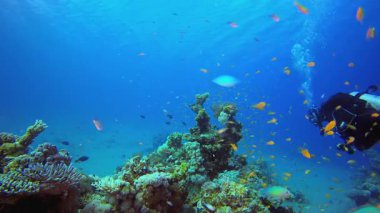 Mavi Deniz dalgıcı suyun altında. Su altı renkli deniz balığı. Tropik resif denizcisi. Mercanlar tropikal yaşam. Mercan bahçesi deniz manzarası. Mavi su arkaplanı.