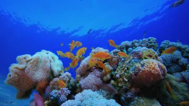Mavi Deniz Suyu ve Renkli Balık. Su altı renkli deniz balığı. Tropik resif denizcisi. Mercanlar tropikal yaşam. Mercan bahçesi deniz manzarası. Mavi su arkaplanı.