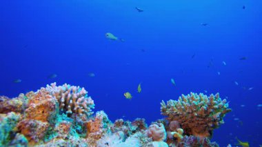 Mavi Deniz Suyu ve Renkli Balık. Su altı renkli deniz balığı. Tropik resif denizcisi. Mercanlar tropikal yaşam. Mercan bahçesi deniz manzarası. Mavi su arkaplanı.