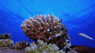 Mavi Deniz Suyu ve Renkli Balık. Su altı renkli deniz balığı. Tropik resif denizcisi. Mercanlar tropikal yaşam. Mercan bahçesi deniz manzarası. Mavi su arkaplanı.