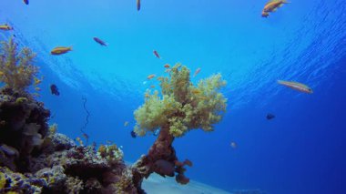 Mavi Deniz Suyu ve Tropikal Balık. Su altı renkli deniz balığı. Tropik resif denizcisi. Mercanlar tropikal yaşam. Mercan bahçesi deniz manzarası. Mavi su arkaplanı.