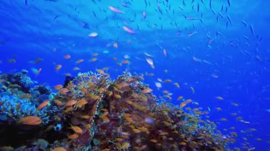 Mavi Deniz Suyu ve Tropikal Balık. Su altı renkli deniz balığı. Tropik resif denizcisi. Mercanlar tropikal yaşam. Mercan bahçesi deniz manzarası. Mavi su arkaplanı.