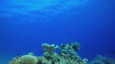 Mavi Deniz Suyu ve Tropikal Balık. Su altı renkli deniz balığı. Tropik resif denizcisi. Mercanlar tropikal yaşam. Mercan bahçesi deniz manzarası. Mavi su arkaplanı.