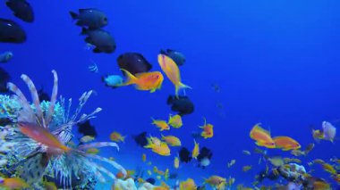 Mavi Deniz Suyu Renkli Balık. Su altı renkli deniz balığı. Tropik resif denizcisi. Mercanlar tropikal yaşam. Mercan bahçesi deniz manzarası. Mavi su arkaplanı.