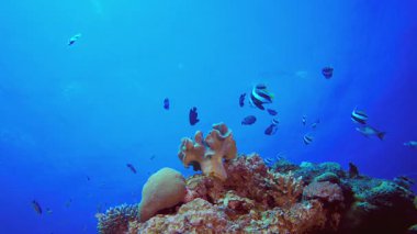 Mavi Deniz Mercan Resifi. Su altı renkli deniz balığı. Tropik resif denizcisi. Mercanlar tropikal yaşam. Mercan bahçesi deniz manzarası. Mavi su arkaplanı.