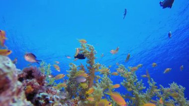 Blue Water arka planı ve Coral. Su altı renkli deniz balığı. Tropik resif denizcisi. Mercanlar tropikal yaşam. Mercan bahçesi deniz manzarası. Mavi su arkaplanı.