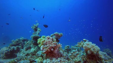 Blue Water arka planı ve Coral. Su altı renkli deniz balığı. Tropik resif denizcisi. Mercanlar tropikal yaşam. Mercan bahçesi deniz manzarası. Mavi su arkaplanı.