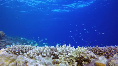 Blue Water arka planı ve Coral. Su altı renkli deniz balığı. Tropik resif denizcisi. Mercanlar tropikal yaşam. Mercan bahçesi deniz manzarası. Mavi su arkaplanı.