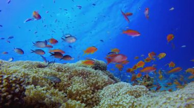 Blue Water arka planı ve Tropikal Balık. Su altı renkli deniz balığı. Tropik resif denizcisi. Mercanlar tropikal yaşam. Mercan bahçesi deniz manzarası. Mavi su arkaplanı.