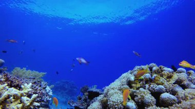 Blue Water arka planı ve Tropikal Balık. Su altı renkli deniz balığı. Tropik resif denizcisi. Mercanlar tropikal yaşam. Mercan bahçesi deniz manzarası. Mavi su arkaplanı.