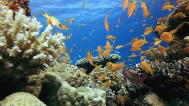 Blue Water arka planı Portakal Balığı. Su altı renkli deniz balığı. Tropik resif denizcisi. Mercanlar tropikal yaşam. Mercan bahçesi deniz manzarası. Mavi su arkaplanı.