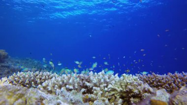 Blue Water arka planı Portakal Balığı. Su altı renkli deniz balığı. Tropik resif denizcisi. Mercanlar tropikal yaşam. Mercan bahçesi deniz manzarası. Mavi su arkaplanı.