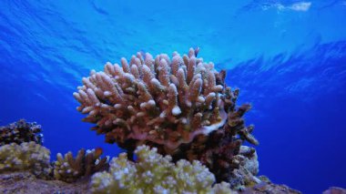 Renkli Mercan Resifi. Tropik sualtı balığı. Su altı balık resifi denizcisi. Yumuşak ve sert mercanlar. Su altı balık bahçesi resifi. Mercan bahçesi deniz manzarası.