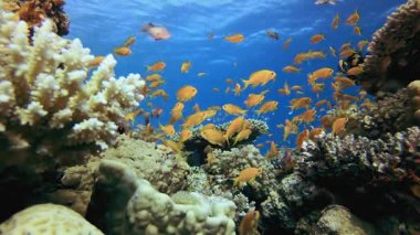 Renkli Mercan Resifi Sahnesi. Tropik sualtı balığı. Su altı balık resifi denizcisi. Yumuşak ve sert mercanlar. Su altı balık bahçesi resifi. Mercan bahçesi deniz manzarası.