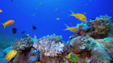 Renkli Mercan Resifi Sahnesi. Tropik sualtı balığı. Su altı balık resifi denizcisi. Yumuşak ve sert mercanlar. Su altı balık bahçesi resifi. Mercan bahçesi deniz manzarası.
