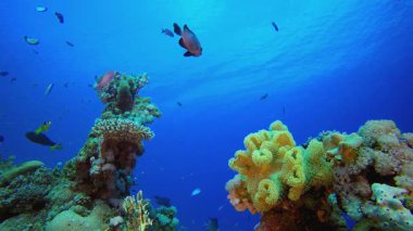 Renkli Mercan Resifi Sahnesi. Tropik sualtı balığı. Su altı balık resifi denizcisi. Yumuşak ve sert mercanlar. Su altı balık bahçesi resifi. Mercan bahçesi deniz manzarası.